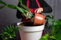 Transplant of potted opuntia cactus prickly pear to a new big flower pot. Soil preparation with scoop for house plant. Home Royalty Free Stock Photo