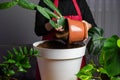 Transplant of potted opuntia cactus prickly pear to a new big flower pot. Soil preparation with scoop for house plant. Home Royalty Free Stock Photo