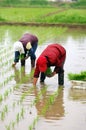 Transplant rice seedlings Royalty Free Stock Photo