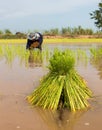 Transplant rice seedlings.