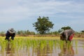 Transplant rice seedlings.