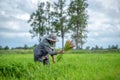 Transplant rice seedlings in rice field, farmer is withdrawn seedling and kick soil flick of Before the grown in paddy field, Farm