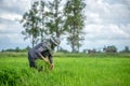 Transplant rice seedlings in rice field, farmer is withdrawn seedling and kick soil flick of Before the grown in paddy field, Farm