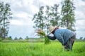 Transplant rice seedlings in rice field, farmer is withdrawn seedling and kick soil flick of Before the grown in paddy field, Farm