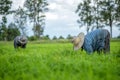 Transplant rice seedlings in rice field, farmer is withdrawn seedling and kick soil flick of Before the grown in paddy field, Farm