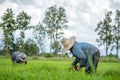 Transplant rice seedlings in rice field, farmer is withdrawn seedling and kick soil flick of Before the grown in paddy field, Farm