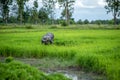 Transplant rice seedlings in rice field, farmer is withdrawn seedling and kick soil flick of Before the grown in paddy field, Farm