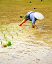 Transplant rice seedlings