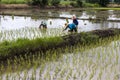 Transplant rice seedlings.