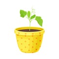 Transplant Seedling or Young Plant Growing in Plastic Pot Vector Illustration