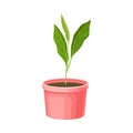 Transplant Seedling or Young Plant Growing in Plastic Pot Vector Illustration