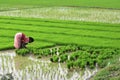 Transplantation of rice seedlings