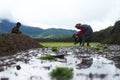 Women transplanting rice as boy plays by the field