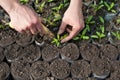 Transplantation tomato seedlings