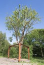 Transplanted elm in The Hague, The Netherlands