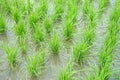 Transplanted rice fields