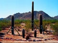 Transplanted Saguaro Cactus Sonora desert Arizona on film