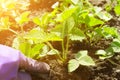 Transplanting of bush of strawberry in spring Royalty Free Stock Photo