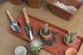 Transplanting cacti. Small potted cacti and small garden tools. Hobby, gardening concept