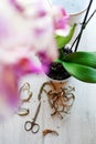 Transplanting and caring for orchids phalaenopsis at home, pruning the roots of orchids