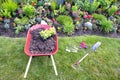Transplanting celosia plants into a flower garden Royalty Free Stock Photo