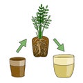 Transplanting flower from small pot to bigger pot. Vector instruction. Zamioculcas plant with roots and potting soil. Hand drawn