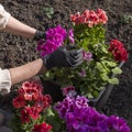 Transplanting geranium flowers into large pot. Women`s gloved hands plant pelargonium. Royalty Free Stock Photo