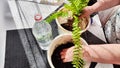 Transplanting a houseplant fern and female hands. A housewife gardener is transplanting plant into new pot