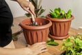 Transplanting houseplants. Home gardening. Plant care. A woman transplants plants from an old pot to a new one