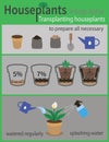 Transplanting houseplants infographics