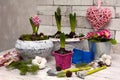 Transplanting hyacinths into new pots and decorating. Composition of flower pots, garden tools, decor and plants on a light rustic Royalty Free Stock Photo