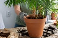 Transplanting an indoor Chamaedorea flower Royalty Free Stock Photo