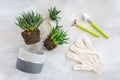 Transplanting indoor flowers and houseplant. Sprouts of green succulents, concrete pot, white gloves, rake and shovel tools on