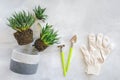 Transplanting indoor flowers and houseplant. Sprouts of succulents, concrete pot, white gloves, rake and shovel tools on marble