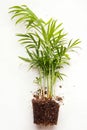 Transplanting indoor plants. Chamaedorea on a white background