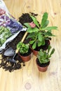 The transplanting indoor plants