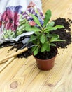 The transplanting indoor plants Royalty Free Stock Photo
