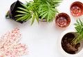 Transplanting indoor plants on a white background. Copy space Royalty Free Stock Photo