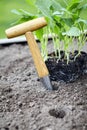 Transplanting nursery seedlings into a flowerbed Royalty Free Stock Photo