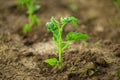 Transplanting in open ground. Prepared tomato seedlings are planted in prepared soil