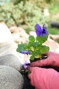 Transplanting pansy flowers into open ground