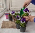 Transplanting pansy seedlings from pots into a decorative flower basket