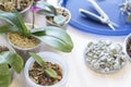 Transplanting phalaenopsis orchids, pruning the roots of rare orchids and houseplants