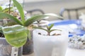Transplanting phalaenopsis orchids, pruning the roots of rare orchids and houseplants