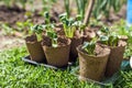 Transplanting plants illustration of procedures and tools for caring for indoor plants. Soil preparation. Care Of New Life - Water Royalty Free Stock Photo