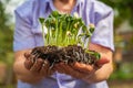 Transplanting plants illustration of procedures and tools for caring for indoor plants. Soil preparation. Care Of New Life - Water Royalty Free Stock Photo