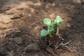 Transplanting plants illustration of procedures and tools for caring for indoor plants. Soil preparation. Care Of New Life - Water Royalty Free Stock Photo