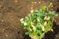 Transplanting plants illustration of procedures and tools for caring for indoor plants. Soil preparation. Care Of New Life - Water Royalty Free Stock Photo