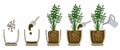 Transplanting potted flower steps. Vector instruction. How to repot a zamioculcas plant. Hand drawn cutaway colored scheme