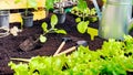 Transplanting potted seedlings into black soil in a raised bed. Healthy root system of an eggplant sprout close-up. Garden work on Royalty Free Stock Photo